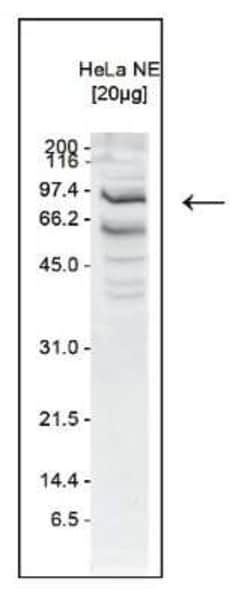 SSRP1 Rabbit anti-Human, Polyclonal, Novus Biologicals 25 &mu;g; Unconjugated:Antibodies,